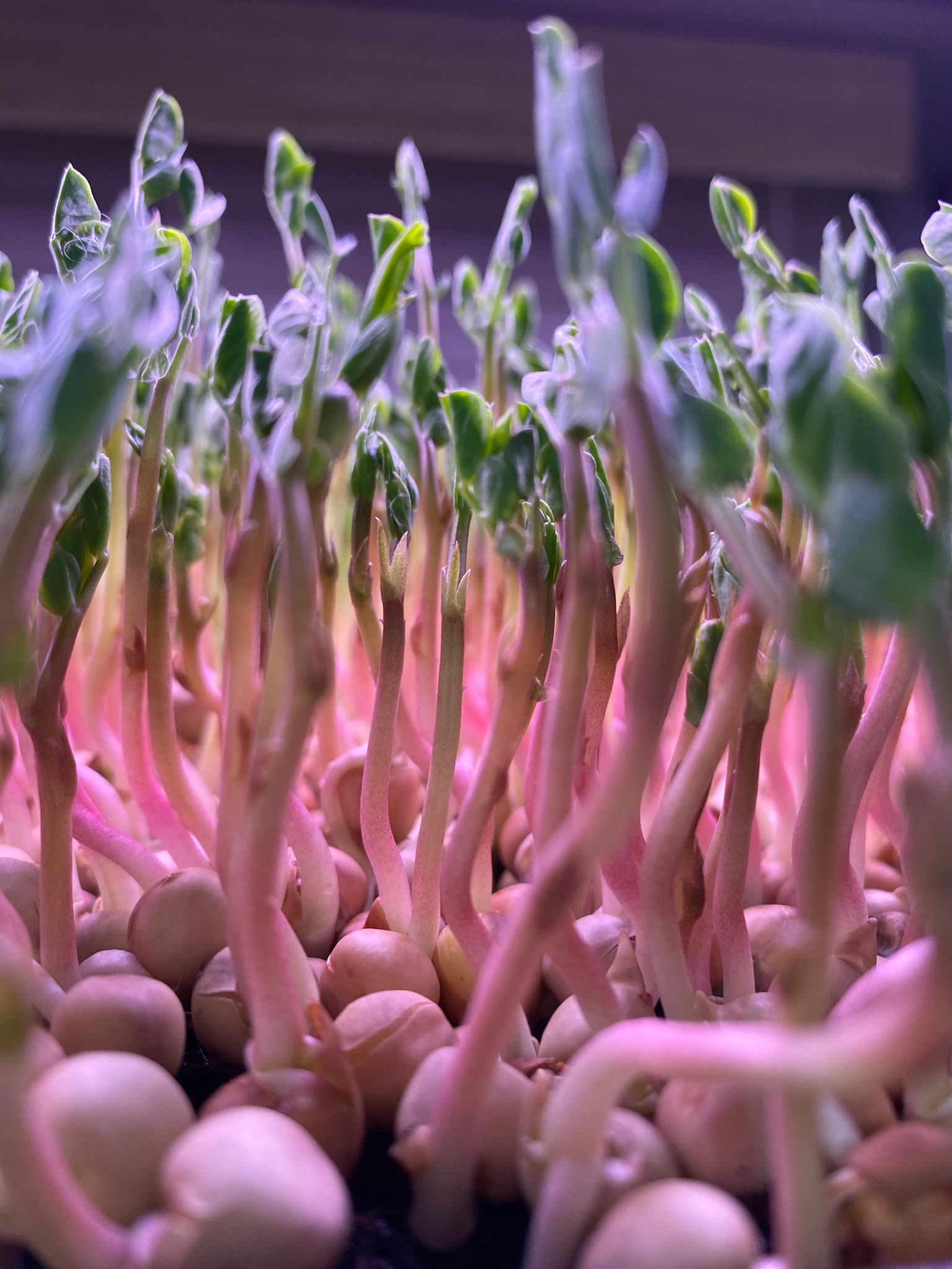 Fresh microgreens close-up from Teeny Greeny grow