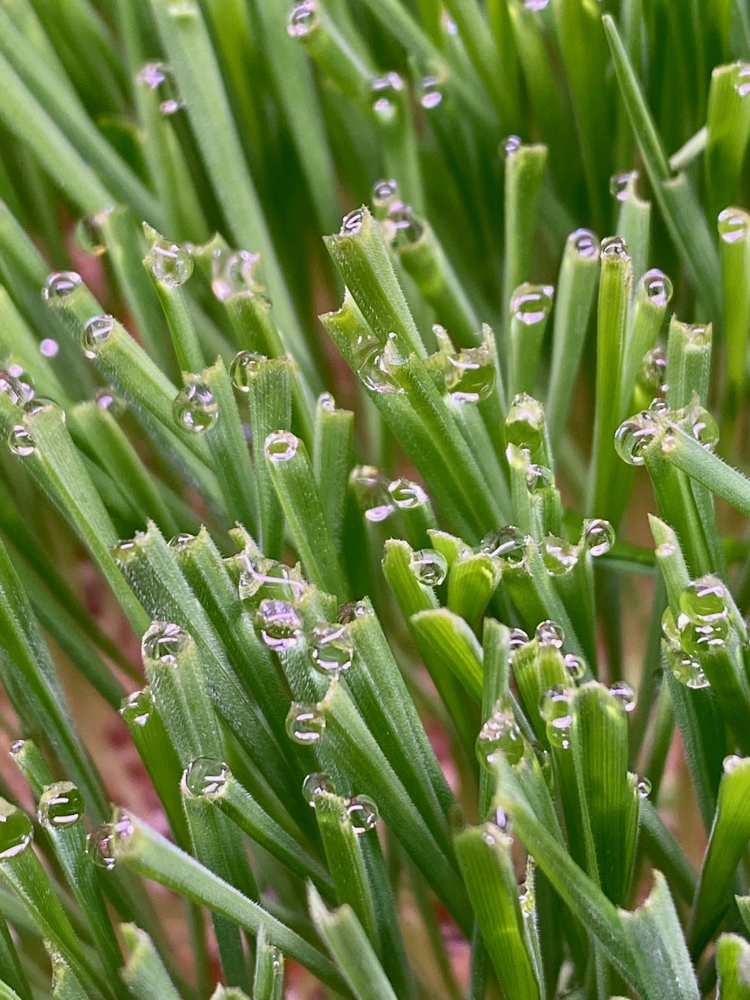 Close-up of fresh microgreens with water droplets
