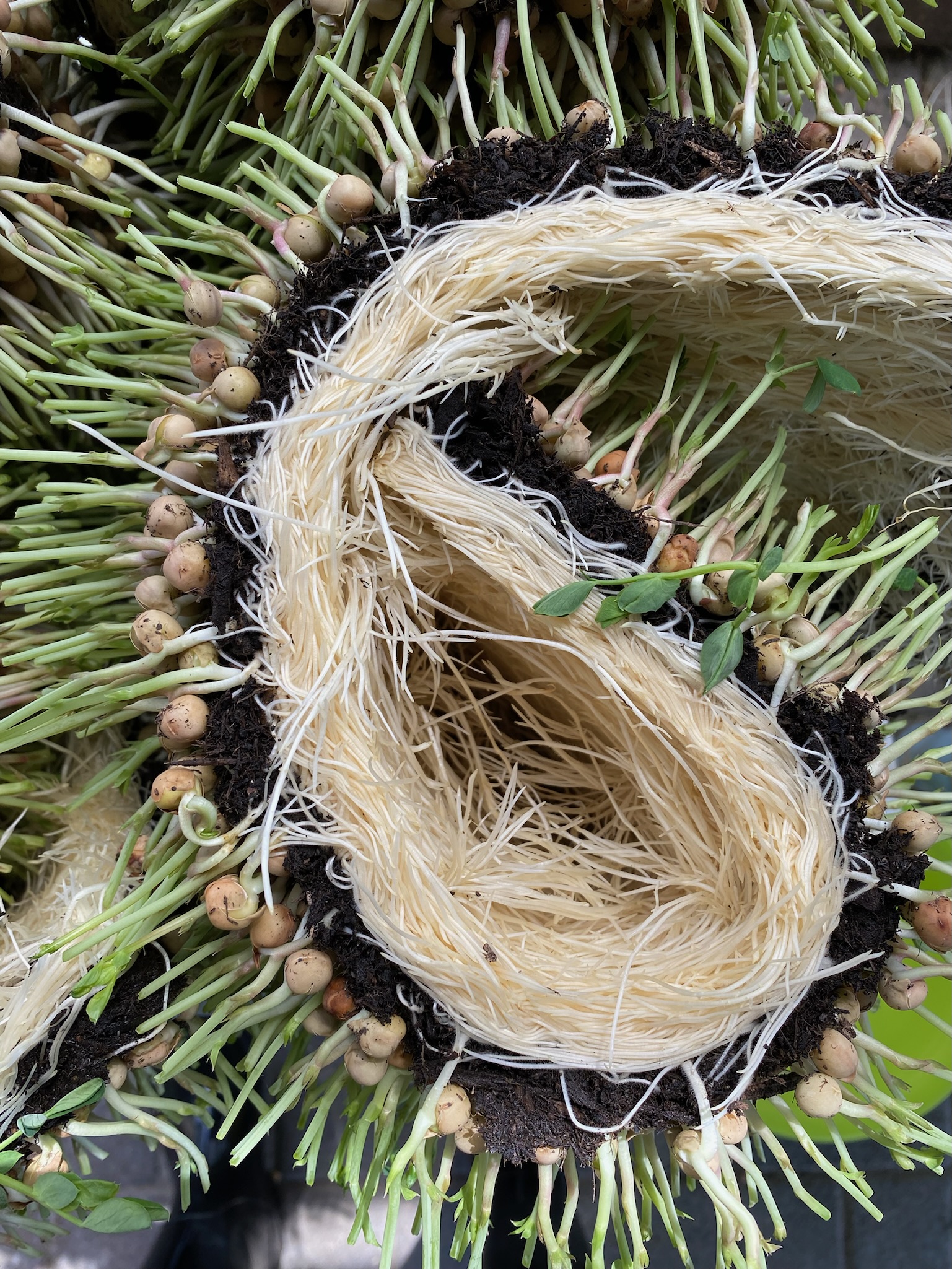 Fresh Teeny Greeny microgreens for weekly market harvest